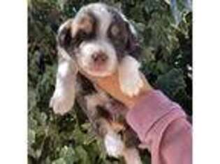 Australian Shepherd Puppy for sale in Los Angeles, CA, USA