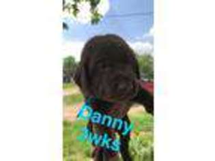 Labrador Retriever Puppy for sale in Oblong, IL, USA