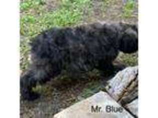 Mutt Puppy for sale in Blanco, TX, USA