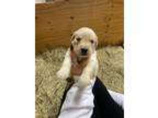 Golden Retriever Puppy for sale in Jamesville, NC, USA