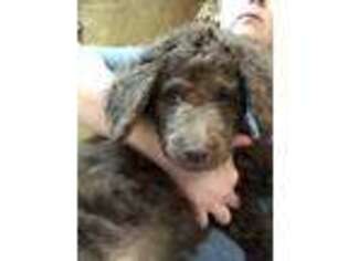 Goldendoodle Puppy for sale in Quitman, MS, USA