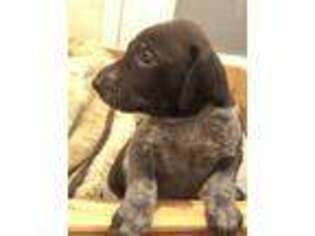 German Shorthaired Pointer Puppy for sale in White Pine, TN, USA