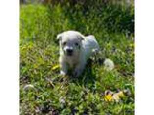 West Highland White Terrier Puppy for sale in Ennis, TX, USA