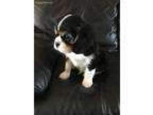 Cavalier King Charles Spaniel Puppy for sale in Newberg, OR, USA