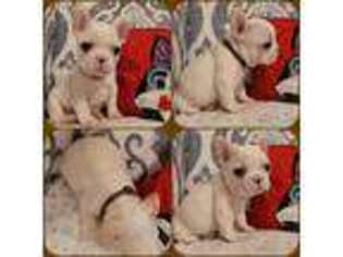 French Bulldog Puppy for sale in Evans, GA, USA