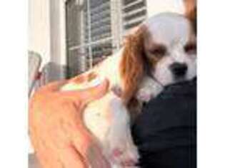 Cavalier King Charles Spaniel Puppy for sale in Milton, FL, USA