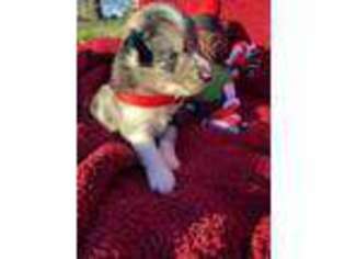 Basenji Puppy for sale in Hubbard, TX, USA