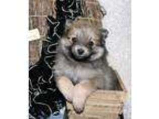 Pomeranian Puppy for sale in Owen, WI, USA