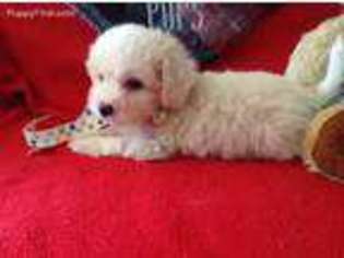 Bichon Frise Puppy for sale in Mountainburg, AR, USA