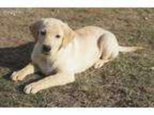 Labrador Retriever Puppy for sale in Grantsburg, WI, USA
