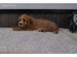 Cavapoo Puppy for sale in Arthur, IL, USA