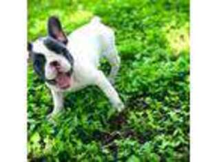 French Bulldog Puppy for sale in Martindale, TX, USA