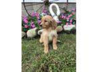 Golden Retriever Puppy for sale in Howe, IN, USA