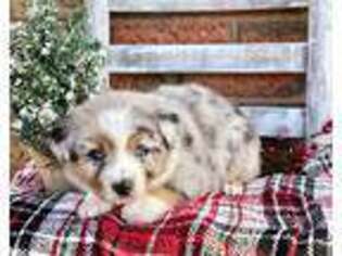 Miniature Australian Shepherd Puppy for sale in Colon, NE, USA