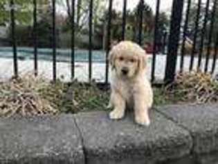 Golden Retriever Puppy for sale in Severn, MD, USA