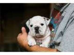 Bulldog Puppy for sale in Robinson, IL, USA