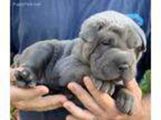 Mutt Puppy for sale in Merritt Island, FL, USA