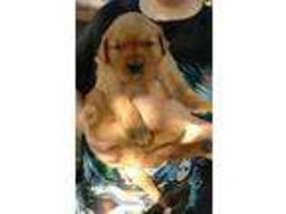 Golden Retriever Puppy for sale in Walnut, KS, USA