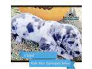 Great Dane Puppy for sale in Bon Aqua, TN, USA