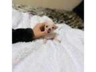 Chihuahua Puppy for sale in Abilene, TX, USA