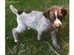 German Shorthaired Pointer Puppy for sale in Koshkonong, MO, USA