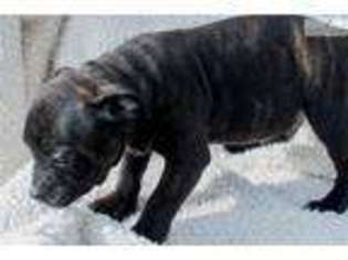 Staffordshire Bull Terrier Puppy for sale in Fort Worth, TX, USA