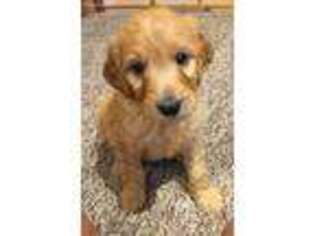 Goldendoodle Puppy for sale in Bedford, IN, USA