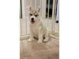 Siberian Husky Puppy for sale in Buffalo Grove, IL, USA