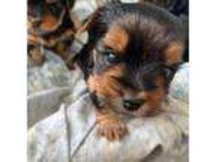 Yorkshire Terrier Puppy for sale in Palm Bay, FL, USA