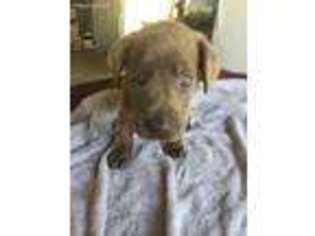 Labrador Retriever Puppy for sale in Grapeland, TX, USA