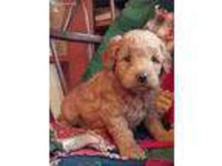Goldendoodle Puppy for sale in Reinholds, PA, USA