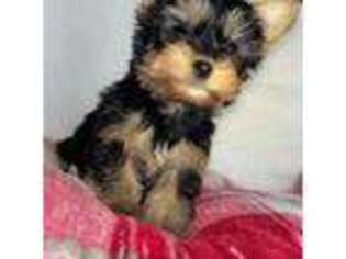 Yorkshire Terrier Puppy for sale in Carthage, TN, USA
