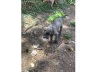 Great Dane Puppy for sale in Saint Anthony, ID, USA