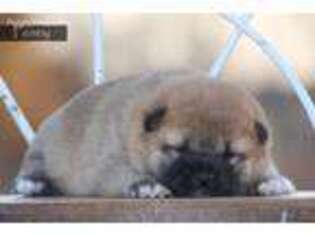 Shiba Inu Puppy for sale in Bluford, IL, USA