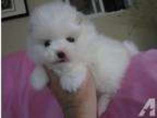 Pomeranian Puppy for sale in SIMPSONVILLE, SC, USA