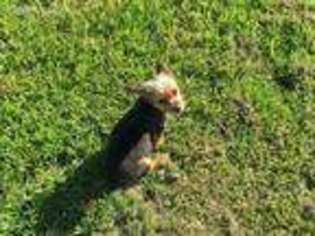 Yorkshire Terrier Puppy for sale in Dunn, NC, USA