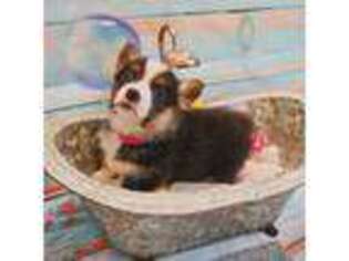 Pembroke Welsh Corgi Puppy for sale in Baytown, TX, USA