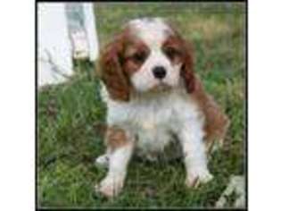 Cavalier King Charles Spaniel Puppy for sale in GRASS VALLEY, CA, USA
