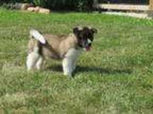 Akita Puppy for sale in Orrville, OH, USA