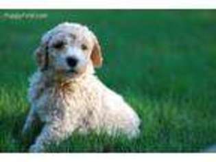 Labradoodle Puppy for sale in Norfolk, NE, USA