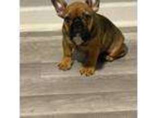 French Bulldog Puppy for sale in Long Prairie, MN, USA