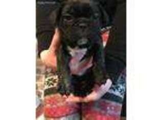 French Bulldog Puppy for sale in Dundee, OR, USA