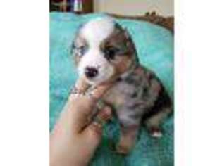 Miniature Australian Shepherd Puppy for sale in Lewiston, ID, USA