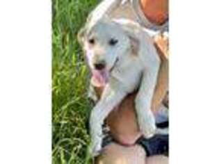 Labrador Retriever Puppy for sale in Woodstock, CT, USA