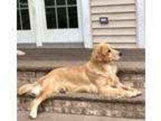 Golden Retriever Puppy for sale in Union, NJ, USA