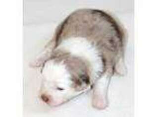 Miniature Australian Shepherd Puppy for sale in Headland, AL, USA