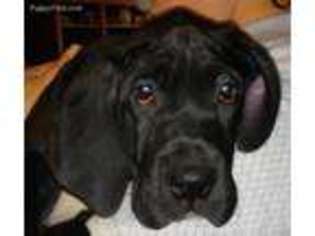 Great Dane Puppy for sale in Athens, OH, USA