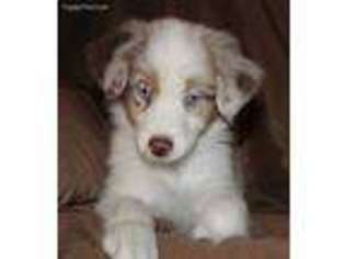 Australian Shepherd Puppy for sale in Hernando, FL, USA