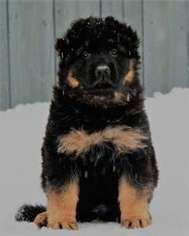 German Shepherd Dog Puppy for sale in Bartlesville, OK, USA
