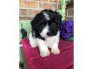 Shih-Poo Puppy for sale in Baileyville, KS, USA